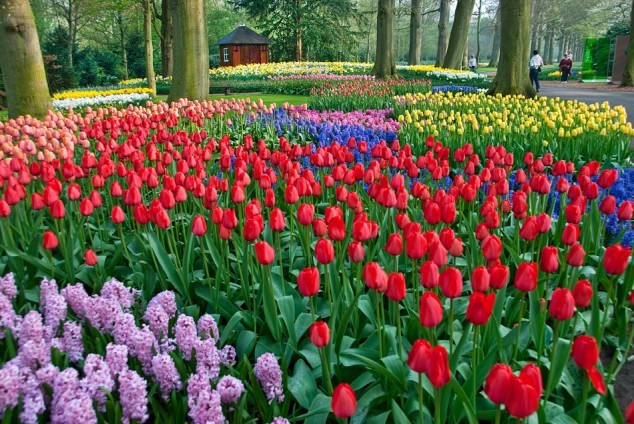 Vườn Keukennhof, Hà Lan: Vườn Keukennhof còn được gọi là vườn châu Âu nằm ở Lisse, một thị trấn nhỏ ở phía nam Amsterdam, Hà Lan. Đây là vườn hoa lớn nhất thế giới với 32ha, khoảng 7 triệu hoa tulip thuộc 100 giống khác nhau.