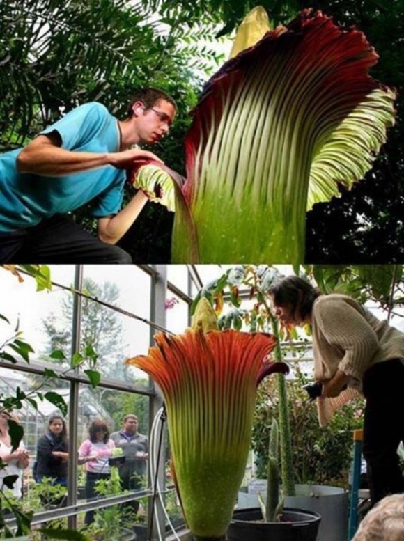 Đây được xem là loài hoa dài nhất thế giới với chiều cao khoảng 2, 27m và nó có mùi rất khủng khiếp.