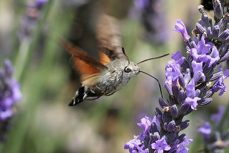 Chim bướm ruồi thực chất là một loài bướm đêm chuyên đi hút mật hoa. Tuy nhiên chúng lại có một chiếc vòi rất dài ở miệng giống như ở loài chim ruồi.