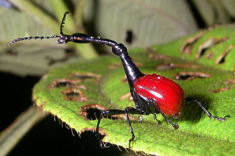 Mọt cao cổ là một loài bọ cánh cứng đặc hữu của bán đảo Madagascar. Chúng có một chiếc cổ dài hơn 2 lần chiều dài cơ thể.