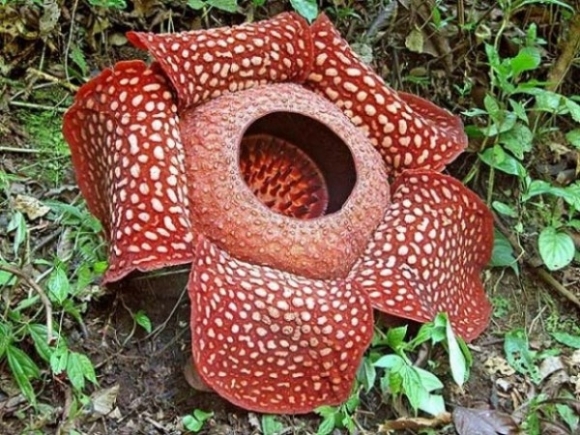Đây được xem là loài hoa lớn nhất thế giới và được tìm thấy trong khu rừng nhiệt đới của Indonesia. Tuy nhiên, khi hoa nở, nó phát ra mùi rất khó chịu giống như mùi thịt thối.
