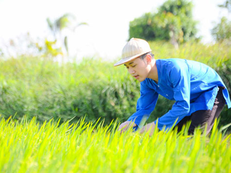 Don Nguyễn thăm đồng xem tình hình ruộng lúa.