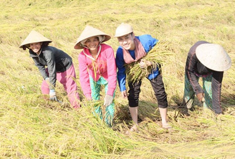 Anh cũng gặt lúa giỏi như những người nông dân thực thụ.