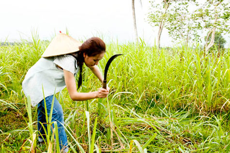 Phương Linh làm nông như một người nông dân thực thụ.