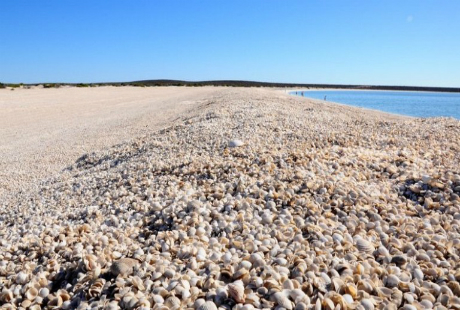 Biển vỏ sò tuyệt đẹp này nằm ở phía Đông Bắc, thuộc vịnh Shark của Tây Australia, cách thành phố Denham 45 km, được cấu tạo hoàn toàn bằng vỏ sò với bề dày 10m.