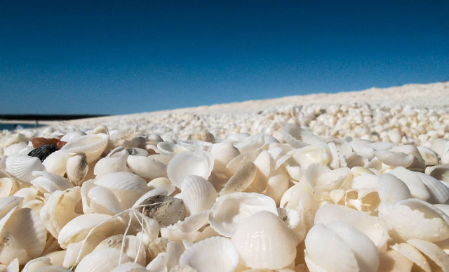 Nguyên nhân khiến bãi biển Western chứa toàn vỏ sò là do nước biển nơi đây có độ mặn cao, là môi trường lý tưởng cho sò sinh sôi nảy nở. Khi chết đi, chúng được nước biển tẩy rửa sạch sẽ, chỉ còn những chiếc vỏ trôi dạt vào bờ.
