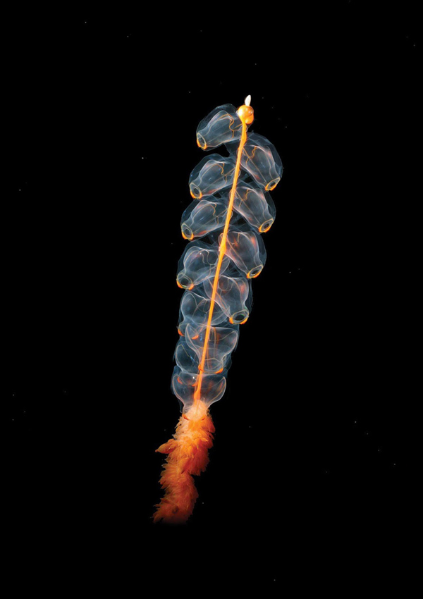 Có ngoại hình như một dây pháo, loài sinh vật này sống ở độ sâu 400 cho tới 3000m, chiều dài khoảng 40mm.