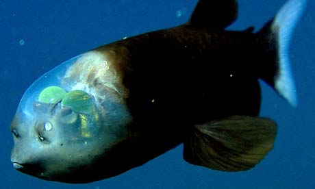 Cá mắt trống Thái Bình Dương hay còn gọi là cá quỷ là một trong những loài bí ẩn nhất đại dương.