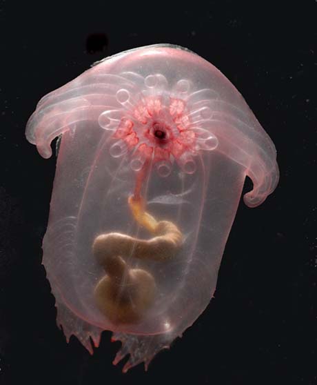 Dưa chuột biển có thân hình trong suốt, thậm chí có thể nhìn thấy rõ ống tiêu hóa chạy dọc cơ thể.