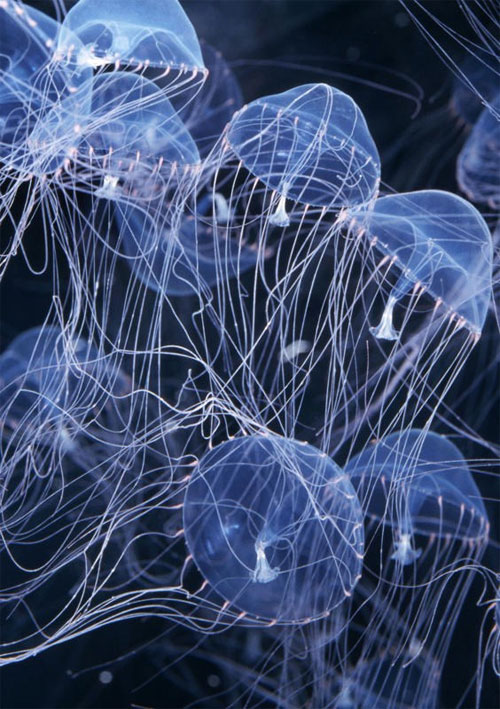 Vẻ đẹp của những con sứa.