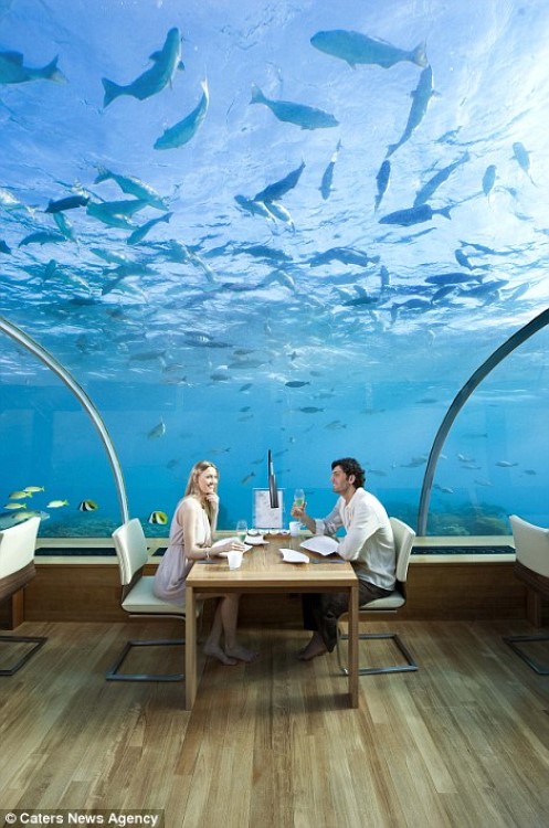 Nhà hàng chìm sâu 5m dưới Ấn Độ Dương, đem đến cho thực khách một góc nhìn toàn cảnh về rặng san hô cũng như đời sống đại dương.