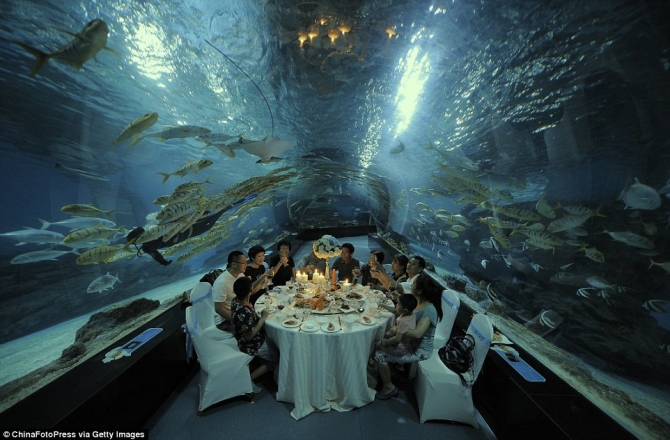 Một số thực khách cho biết, dù cảm thấy khá chóng mặt khi ăn dưới bể cá khổng lồ nhưng vẫn thấy thú vị với trải nghiệm trên.