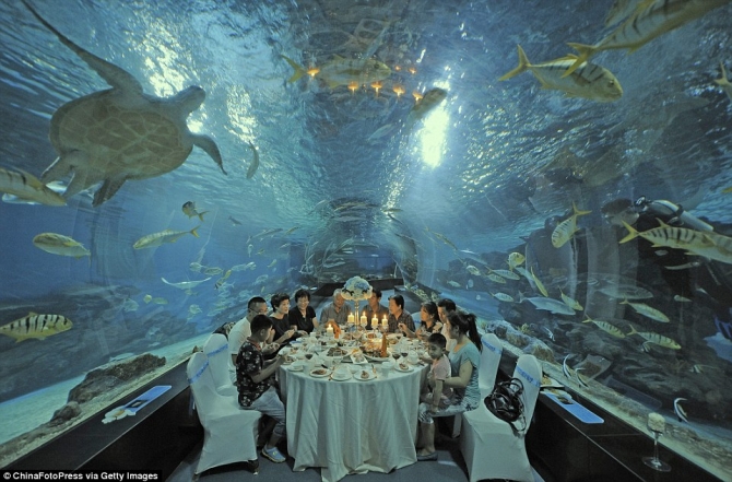 Cá, rùa biển và những loài sinh vật khác bơi xung quanh nơi mà các thực khách dùng bữa.