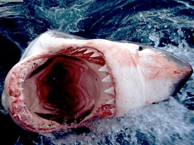 Cá mập trắng có thể dài tới 20 ft (6 m), nặng tới 4,938 lb (2.240 kg), là loài cá ăn thịt lớn nhất thế giới.