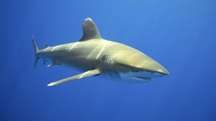 Mặc dù sống xa bờ nhưng cá mập vây trắng lại tấn công bất cứ thứ gì chúng gặp kể cả con người.