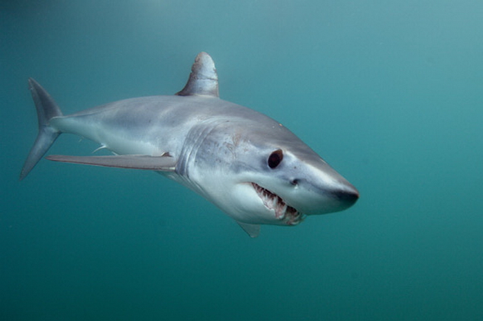 Cá mập Mako cực kỳ nguy hiểm vì tốc độ của chúng cực nhanh, tương đương với một con báo ở trên cạn.