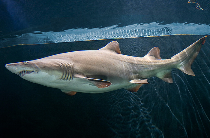 Tính khát máu của cá mập hổ cát đã bộc lộ ngay từ trong bụng mẹ, các phôi thai đã tự tiêu diệt lẫn nhau để tìm ra những cá thể mạnh nhất.