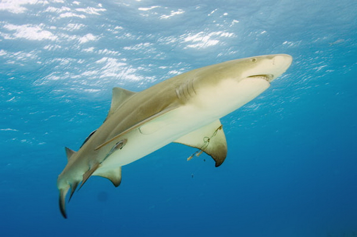 Cá mập chanh rất hiếu chiến, đặc biệt là với những sinh vật bơi lội ở biển, đặc biệt là con người.