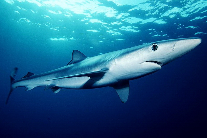 Cá mập xanh có kích thước nhỏ, dài xấp xỉ 3m nhưng đây thực sự là những sát thủ đại dương thực sự.