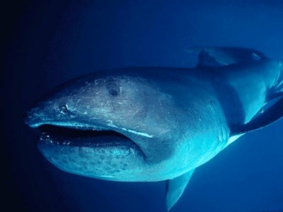 Cá mập miệng rộng là loài cá rất hiếm gặp và sống ở vùng nước sâu.