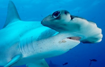 Cá mập đầu búa có hai con mắt đặt ở hai bên 'cephalofoil' - cái búa, giúp chúng có thể nhìn thấy cả ở phía trên và phía dưới trong cùng lúc.