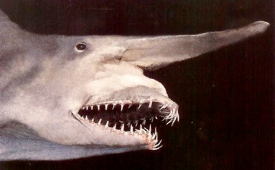 Là loài cá sống ở vùng nước sâu, cá mập yêu tinh có mũi hình chiếc xẻng giúp chúng nhận diện thức ăn, khi cần, hàm của chúng có thể nhô ra.