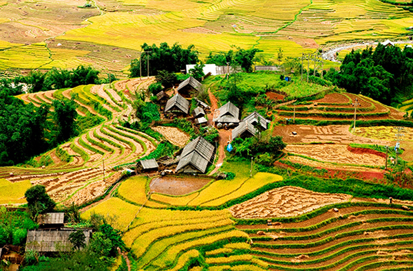 Sa Pa (Việt Nam) đang bước vào thu với phong cảnh mùa lúa chín vàng đẹp như mơ trên những cánh đồng ruộng bậc thang.