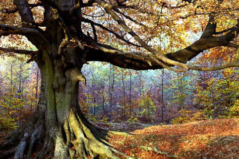 Mùa thu tuyệt đẹp ở rừng Dean - một trong những rừng cây sồi lớn nhất và cổ đại nhất nước Anh.