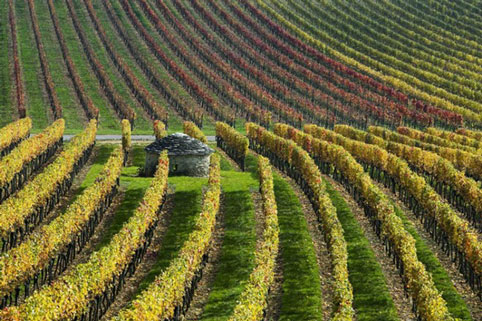 Mùa thu là thời điểm tốt nhất để ghé thăm thung lũng Loire (Pháp) và khám phá vùng sản xuất rượu vang danh tiếng với những cánh đồng nho ánh lên sắc vàng, cam và đỏ.