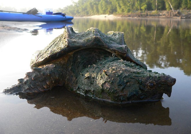 Một trong những loài rùa nước ngọt lớn nhất thế giới có tên khoa học là Macrochelys temminckii (rùa cá sấu) hay người ta vẫn gọi là rùa khủng long.