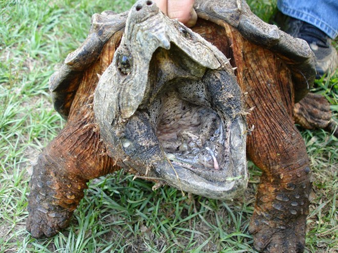 Trong môi trường nuôi nhốt, rùa cá sấu thường chỉ sống được 35-70 năm.