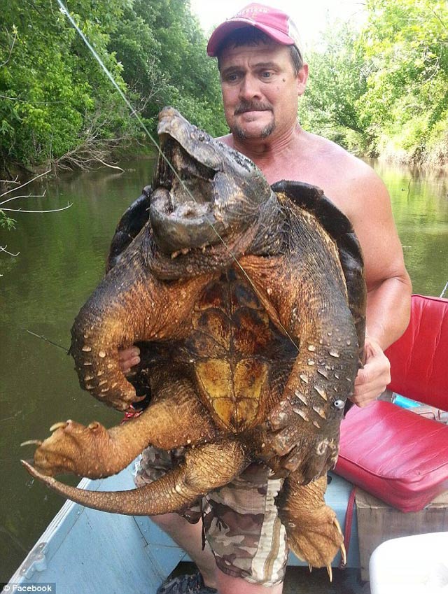 Cá thể rùa cá sấu hiện nay đang suy giảm đáng kể do tình trạng săn bắt làm thức ăn hay động vật cảnh của con người.