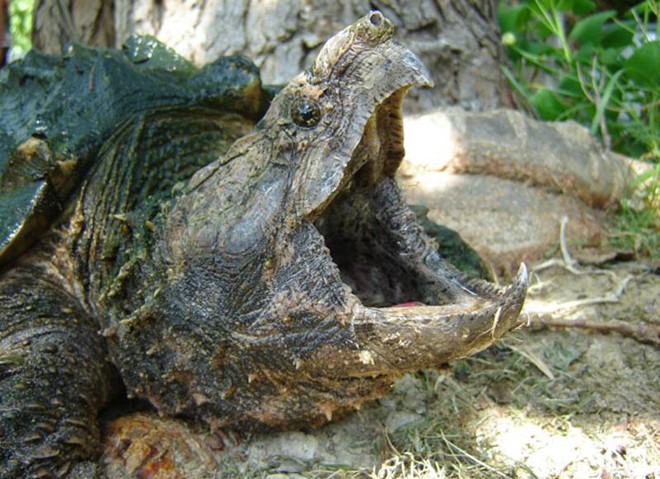 Món ăn chủ yếu của rùa cá sấu là thịt của các loài cá, ếch...
