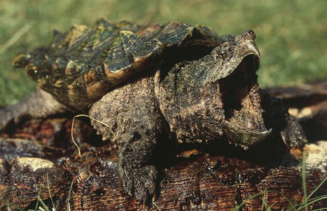 Rùa cá sấu thường sống trong vùng nước sâu của con sông lớn, kênh, mương, hồ, và đầm lầy.