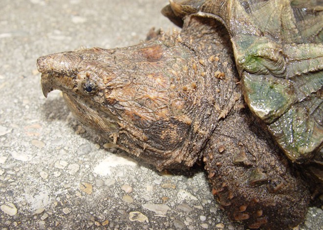 Tuổi thọ của rùa cá sấu có thể đạt đến 200 năm ở điều kiện tự nhiên thuận lợi.