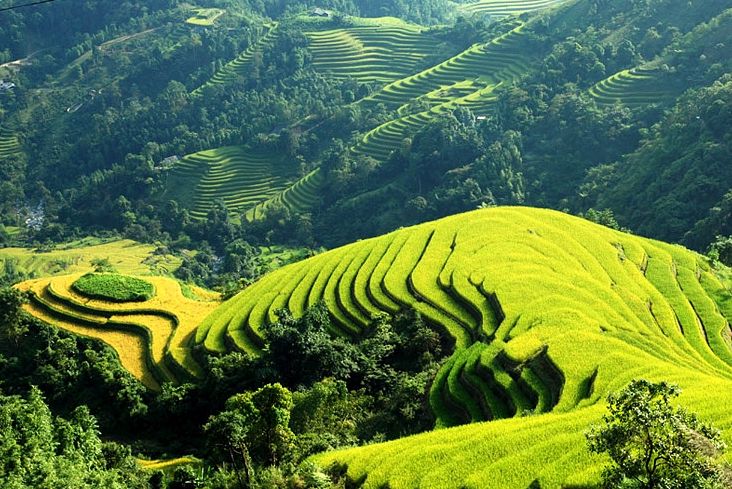 Những cánh đồng ruộng bậc thang ở Sapa, Việt Nam.