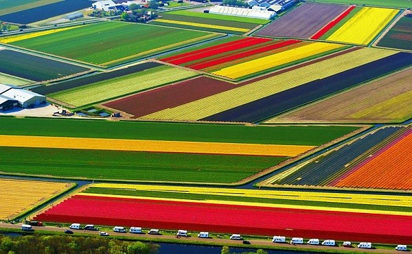 Những cánh đồng hoa tulip nở rộ với nhiều màu sắc rực rỡ như cầu vồng ở Hà Lan.