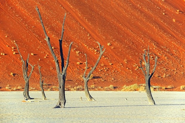 Cây gai lạc đà ở Namibia.