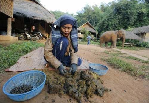 Đầu tiên những chú voi được cho ăn quả cà phê Arabica của Thái Lan, sau đó chờ đợi cho voi tiêu hóa và “đi vệ sinh”. Người ta sẽ thu gom tất cả phân voi, sàn lọc rồi chế biến thành cà phê phân voi.