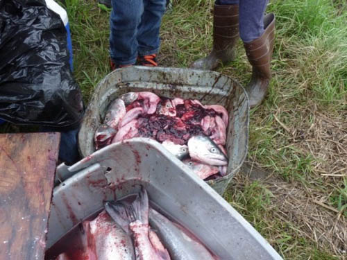 Tepa (Stinkheads) – Món đầu cá hồi chôn sống là một ăn truyền thống của người dân Eskimo, Alaska.