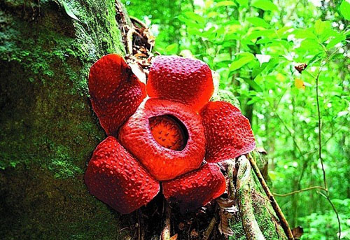 Hoa Vua (hay cây xác thối) có tên khoa học là Rafflesia Arnoldii. Đây cũng là loài hoa lớn nhất thế giới.
