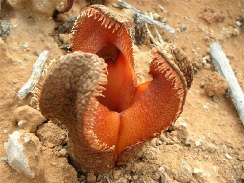 Loài thực vật này là đặc trưng của vùng sa mạc khô cằn ở châu Phi. Hydnora gây ấn tượng với người khác bởi vẻ ngoài là bông hoa rất giống với cái miệng lởm chởm răng.
