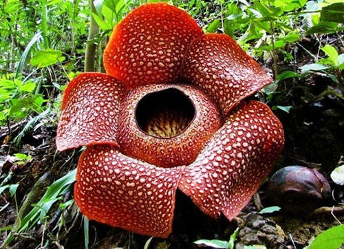 Rafflesia Arnoldii là loài ký sinh, phát triển dưới dạng cây leo, không có lá nên không thể quang hợp được và phải hút nhờ chất dinh dưỡng từ cây chủ.