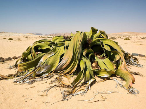 Welwitschia Mirabilis là loài cây sống ở vùng hoang mạc Namibia và bị xếp vào danh sách những loài thực vật xấu xí nhất thế giới.