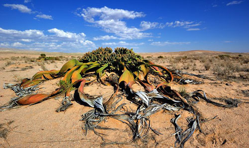 Dù không có may mắn được sở hữu vẻ đẹp hay sự đáng yêu như những loài cây khác nhưng bù lại, Welwitschia Mirabilis có sức sống và tuổi thọ đáng ngưỡng mộ. Chúng có thể sống từ 1.000 - 2.000 năm và tồn tại dù trời không mưa suốt 5 năm.