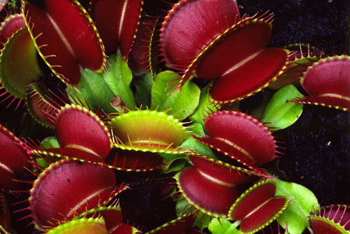 Cây bắt ruồi Venus flytrap có tên khoa học là Dionaea muscipula sống nhiều ở vùng Carolina, Mỹ. Vẻ bề ngoài hấp dẫn cùng ánh huỳnh quang màu xanh lục của cây bắt ruồi đã khiến cho nhiều loài côn trùng bị thu hút và sa bẫy.