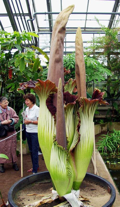 Loài hoa khổng lồ có tên khoa học Amorphophallus titanum này sống chủ yếu tại vườn nhiệt đới Sumatra (Indonesia). Loài hoa này thường cao hơn 2m, nặng 50 - 70kg và tuổi thọ lên tới 30 - 40 năm.