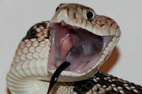Rắn Daboia được xem là một trong 4 loài rắn có nọc độc ghê gớm nhất thế giới. Chỉ cần nhiễm phải 40 - 70mg nọc độc sau cú đớp, một người trưởng thành nhanh chóng mất mạng.