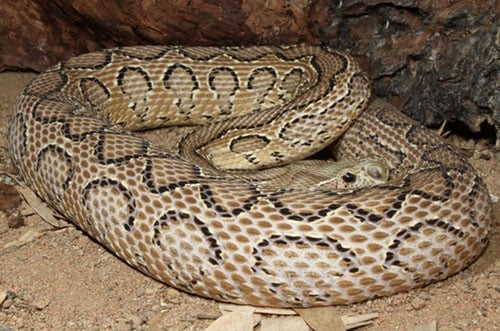Chiều dài tối đa của loài rắn này gần 1,7m. Tuy nhiên, ở các vùng có điều kiện tự nhiên không thuận lợi thì chiều dài của rắn Daboia chỉ vào khoảng 1,2m.