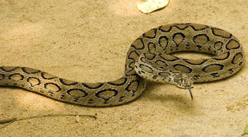 Hàng năm, có hàng trăm vụ rắn Daboia tấn công con người. Những con rắn trưởng thành được cho là vô cùng hung dữ và có thể tấn công con người bất cứ lúc nào nếu vô tình chạm tới chúng.